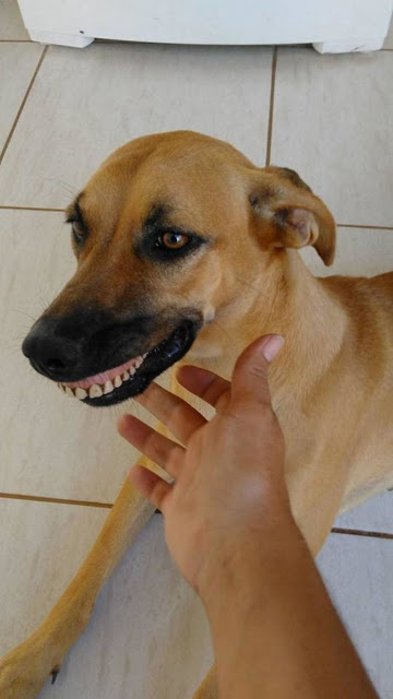 Ιδιοκτήτης πέθανε από τα γέλια όταν έμαθε ότι ο σκύλος του «απέκτησε» τα νέα δόντια του - Φωτογραφία 3
