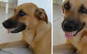 Ιδιοκτήτης πέθανε από τα γέλια όταν έμαθε ότι ο σκύλος του «απέκτησε» τα νέα δόντια του - Φωτογραφία 1