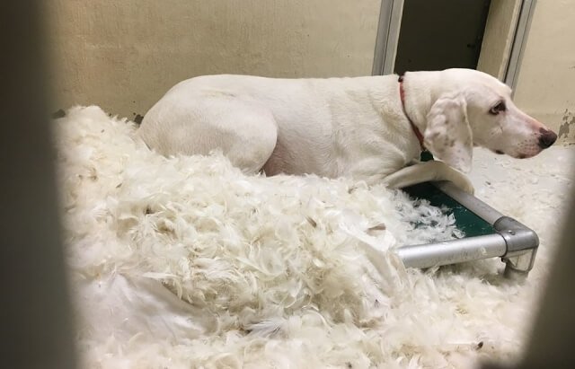 Σκύλος άλλαξε 11 ιδιοκτήτες αλλά πάντα επέστρεφε στο καταφύγιο. Όταν οι κτηνίατροι κατάλαβαν γιατί το έκανε έμειναν άφωνοι! - Φωτογραφία 2