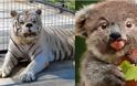 Η Ξεχωριστή Ομορφιά των Ζώων με Σύνδρομο Down μέσα από 15 Αξιολάτρευτες Φωτογραφίες - Θα σας συγκινήσει... [photos]