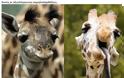 Η Ξεχωριστή Ομορφιά των Ζώων με Σύνδρομο Down μέσα από 15 Αξιολάτρευτες Φωτογραφίες - Θα σας συγκινήσει... [photos] - Φωτογραφία 8