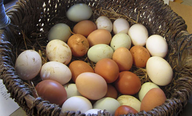 Πως θα γεννάνε οι κότες ασταμάτητα: Μυστικά διατροφής για περισσότερα αυγά! - Φωτογραφία 1