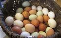 Πως θα γεννάνε οι κότες ασταμάτητα: Μυστικά διατροφής για περισσότερα αυγά!