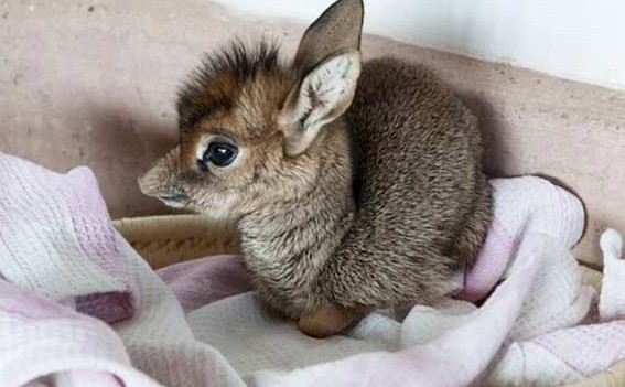 10+1 Σπάνια μωρά ζώα που δε συναντάς συχνά - Θα σας ξετρελάνουν... [photos] - Φωτογραφία 10