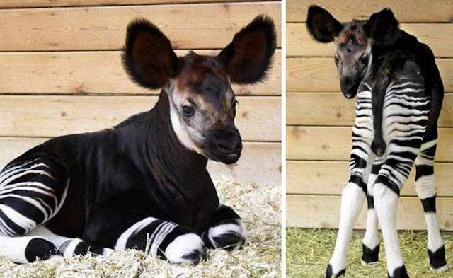 10+1 Σπάνια μωρά ζώα που δε συναντάς συχνά - Θα σας ξετρελάνουν... [photos] - Φωτογραφία 13