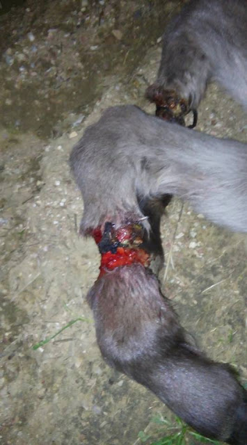 Αγρίνιο: Αγρια κακοποίηση μικρού πουλαριού [photos] - Φωτογραφία 3