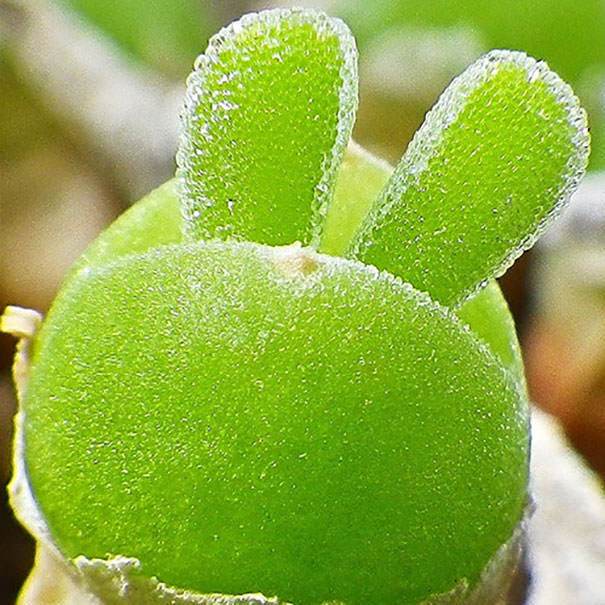 Αυτό το παράξενο φυτό μοιάζει με αυτιά λαγού - Φωτογραφία 3