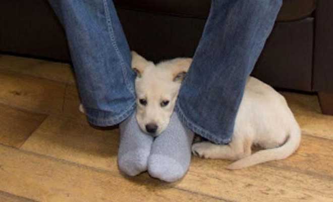 Μήπως ο σκύλος σας έρχεται και κάθεται συχνά ανάμεσα στα πόδια σας; Δείτε τι σημαίνει! - Φωτογραφία 1