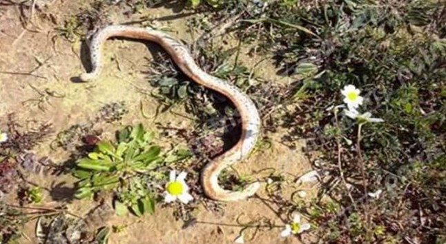 Φίδι με δύο κεφάλια βρήκε αγρότης στο χωράφι του - Φωτογραφία 1