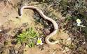 Φίδι με δύο κεφάλια βρήκε αγρότης στο χωράφι του