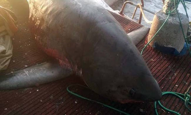 Απίστευτες εικόνες στην Αργολίδα: Πήγε για ψάρεμα και έπιασε… καρχαρία - Φωτογραφία 1