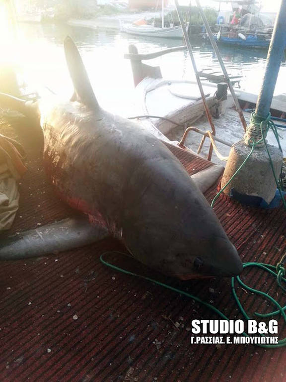 Απίστευτες εικόνες στην Αργολίδα: Πήγε για ψάρεμα και έπιασε… καρχαρία - Φωτογραφία 2