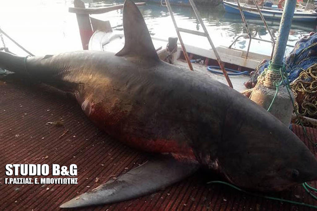 Απίστευτες εικόνες στην Αργολίδα: Πήγε για ψάρεμα και έπιασε… καρχαρία - Φωτογραφία 3