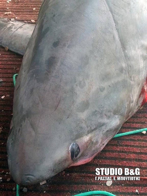 Απίστευτες εικόνες στην Αργολίδα: Πήγε για ψάρεμα και έπιασε… καρχαρία - Φωτογραφία 4