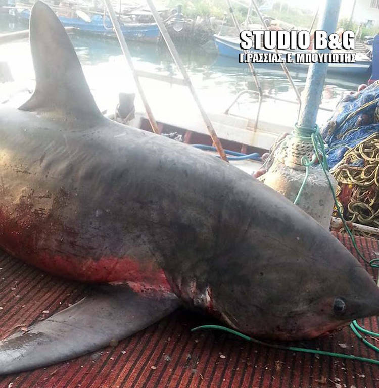Απίστευτες εικόνες στην Αργολίδα: Πήγε για ψάρεμα και έπιασε… καρχαρία - Φωτογραφία 6