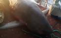 Απίστευτες εικόνες στην Αργολίδα: Πήγε για ψάρεμα και έπιασε… καρχαρία