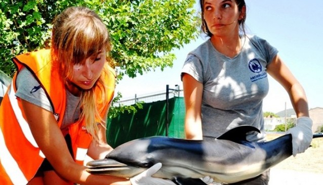 Έξαρση στα περιστατικά με αποκεφαλισμένες χελώνες, φώκιες και μαχαιρωμένα δελφίνια - Φωτογραφία 1