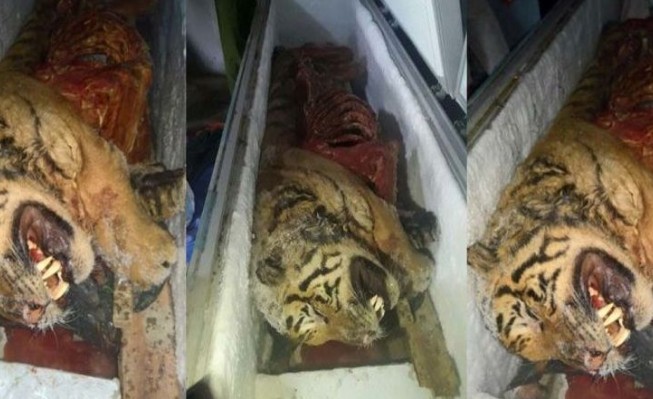 Βιετναμέζος έκρυβε στο ψυγείο του πέντε νεκρές τίγρεις - Φωτογραφία 1