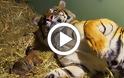 Τίγρης γεννάει αλλά μόλις οι φροντιστές βλέπουν κάτω από τα πόδια της τα χάνουν