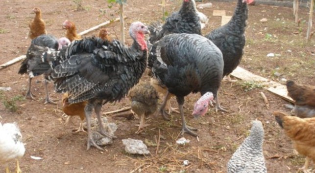 Κρούσμα της γρίπης των πτηνών σε μονάδα οικόσιτων πουλερικών στην Ακρινή Κοζάνης - Φωτογραφία 1