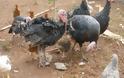 Κρούσμα της γρίπης των πτηνών σε μονάδα οικόσιτων πουλερικών στην Ακρινή Κοζάνης