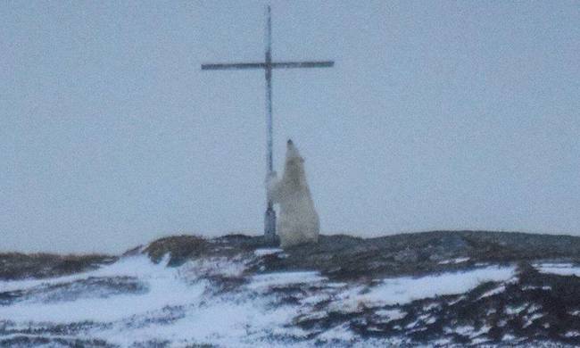 Οιωνός; Μυστήριο με πολική αρκούδα που «προσεύχεται» σε σταυρό - Φωτογραφία 1