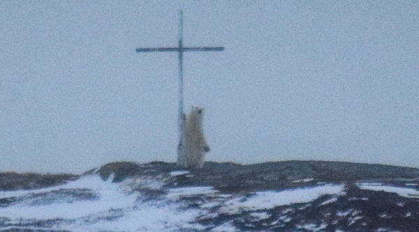 Οιωνός; Μυστήριο με πολική αρκούδα που «προσεύχεται» σε σταυρό - Φωτογραφία 2