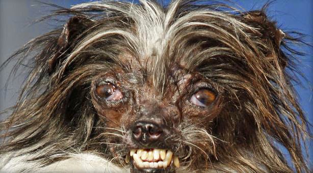 Αυτός είναι ο πιο ΑΣΧΗΜΟΣ σκύλος του κόσμου [photo] - Φωτογραφία 2