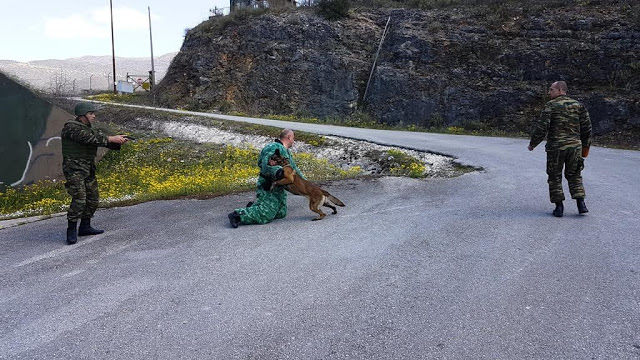 Αξιολόγηση Στοιχείων Εκπαιδευμένων Συνοδών Σκύλων - Φωτογραφία 5