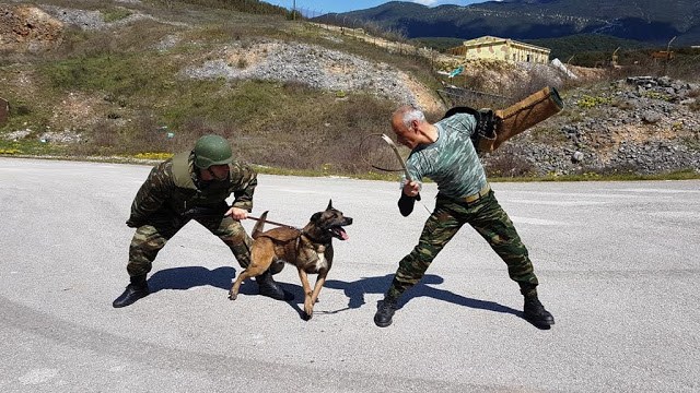 Αξιολόγηση Στοιχείων Εκπαιδευμένων Συνοδών Σκύλων - Φωτογραφία 7