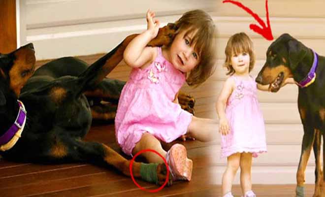Ο σκύλος δάγκωσε την 17 μηνών κόρη της και την πέταξε μακρυά -Μόλις κατάλαβε γιατί το είχε κάνει, πάγωσε! - Φωτογραφία 1