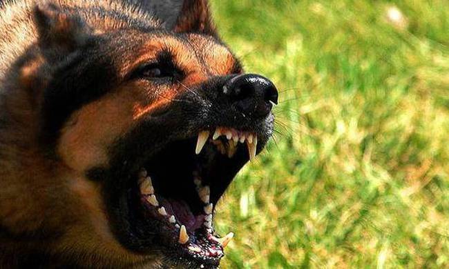 Εικόνες Σοκ: Αγέλη σκύλων επιτέθηκε σε επιχειρηματία στη Γλυφάδα - Φωτογραφία 1