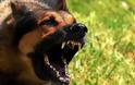 Εικόνες Σοκ: Αγέλη σκύλων επιτέθηκε σε επιχειρηματία στη Γλυφάδα