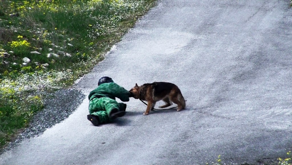 Αυτοί είναι οι μάχιμοι σκύλοι του Στρατού Ξηράς! - Φωτογραφία 11
