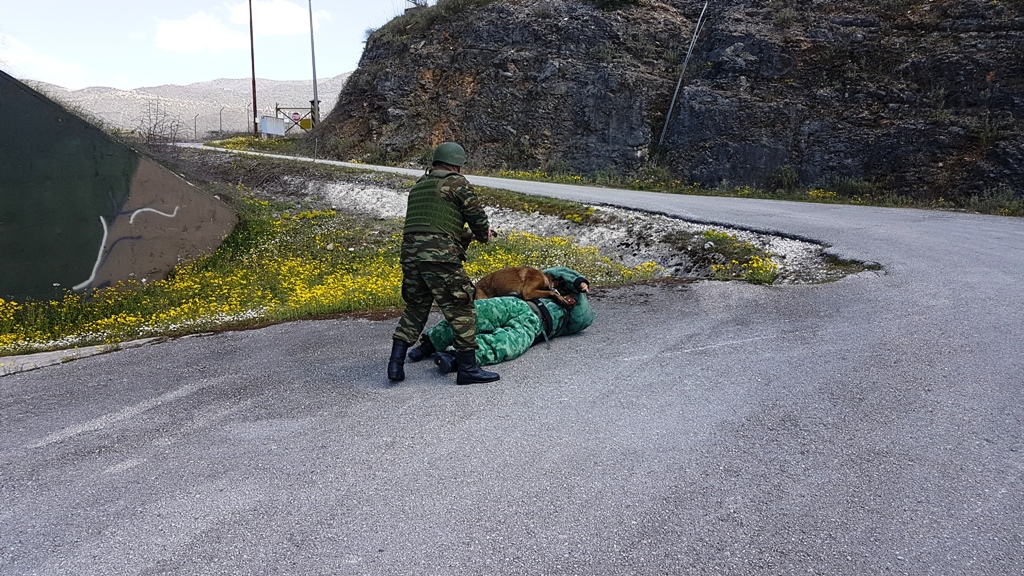 Αυτοί είναι οι μάχιμοι σκύλοι του Στρατού Ξηράς! - Φωτογραφία 6