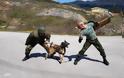 Αυτοί είναι οι μάχιμοι σκύλοι του Στρατού Ξηράς!