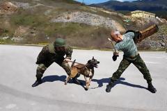Αυτοί είναι οι μάχιμοι σκύλοι του Στρατού Ξηράς!