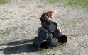 Αυτοί είναι οι μάχιμοι σκύλοι του Στρατού Ξηράς! - Φωτογραφία 12