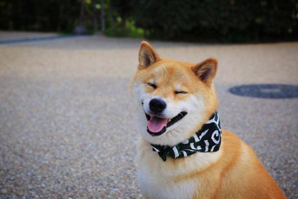 Αυτό είναι το πιο χαμογελαστό σκυλί του κόσμου με χιλιάδες θαυμαστές [photos] - Φωτογραφία 1