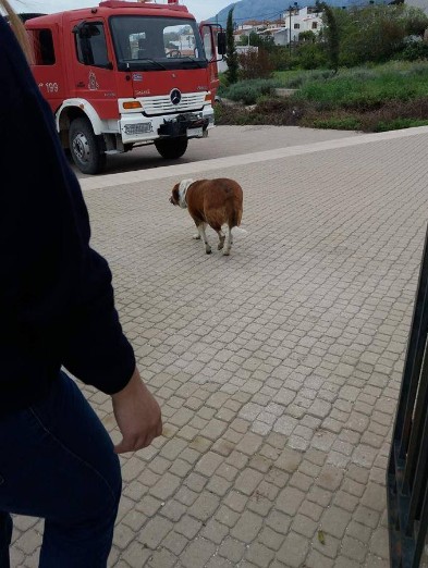 Πυροσβέστες της 3ης ΕΜΑΚ έσωσαν εγκλωβισμένη σκυλίτσα - Φωτογραφία 4