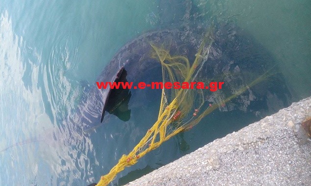 Κρήτη: Κοίταξε κάτω και είδε αυτόν τον καρχαρία μπλεγμένο στα δίχτυα του - Φωτογραφία 2