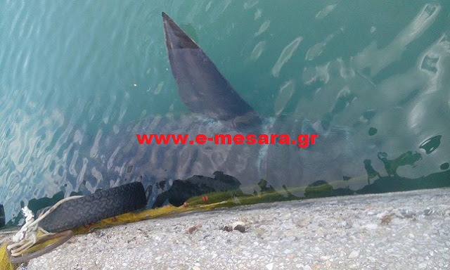 Κρήτη: Κοίταξε κάτω και είδε αυτόν τον καρχαρία μπλεγμένο στα δίχτυα του - Φωτογραφία 3
