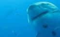 Κρήτη: Κοίταξε κάτω και είδε αυτόν τον καρχαρία μπλεγμένο στα δίχτυα του - Φωτογραφία 1