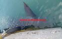 Κρήτη: Κοίταξε κάτω και είδε αυτόν τον καρχαρία μπλεγμένο στα δίχτυα του - Φωτογραφία 3