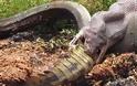 Φίδι «καταπίνει» κροκόδειλο: Εντυπωσιακό βίντεο... [video]