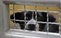 Η Ταϊβάν τερματίζει τη σφαγή σκύλων και γατών για ανθρώπινη κατανάλωση