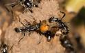 Πώς μεταφέρουν τα μυρμήγκια τους τραυματισμένους στρατιώτες... [video]