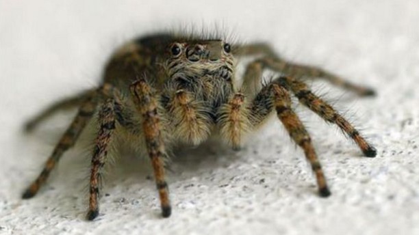 Πώς μπορεί το δηλητήριο της αράχνης να βοηθήσει μετά από εγκεφαλικό - Φωτογραφία 1