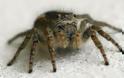 Πώς μπορεί το δηλητήριο της αράχνης να βοηθήσει μετά από εγκεφαλικό