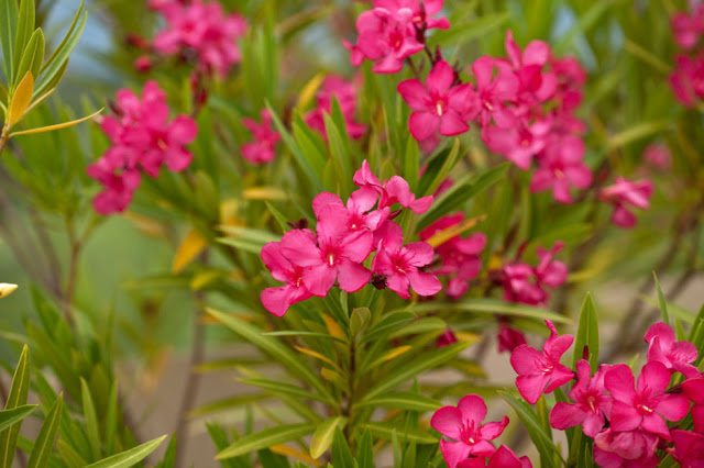 ΠΡΟΣΟΧΗ - Αυτά είναι τα 7 θανατηφόρα φυτά που μπορεί να έχεις στον κήπο σου - Φωτογραφία 3